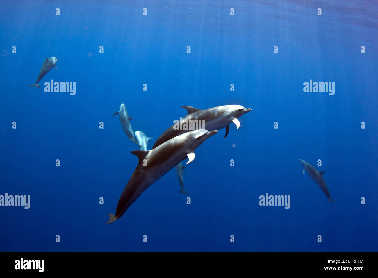 Un dauphin tacheté tropical (Stenella attenuata) vole par l'intérieur de la baie de Kailua sur la côte de Kona de Big Island, Hawaii. Banque D'Images
