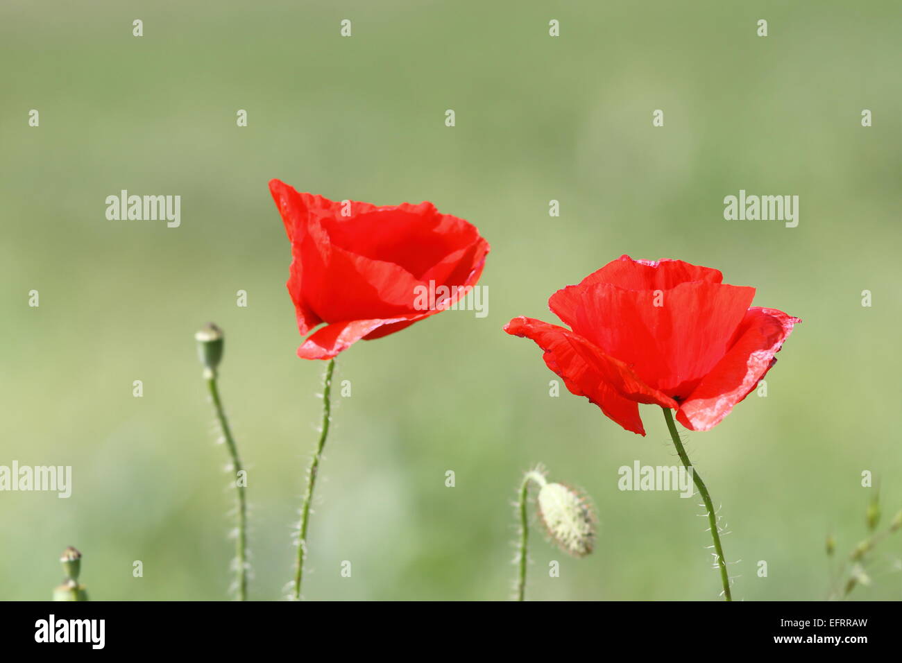 Belles fleurs de pavot rouge ( Papaver rhoeas ) dans le vent, sur fond de vert Banque D'Images