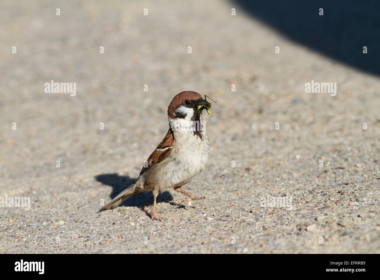 Moineau domestique ( Passer domesticus ) sauterelle de l'alimentation Banque D'Images