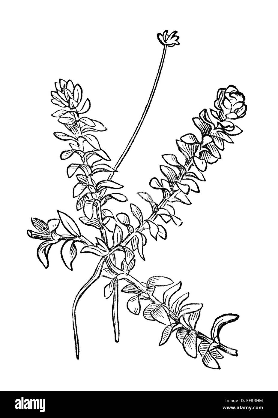La gravure de l'époque victorienne d'un anacharis plante. Image restaurée numériquement à partir d'un milieu du xixe siècle l'encyclopédie. Banque D'Images