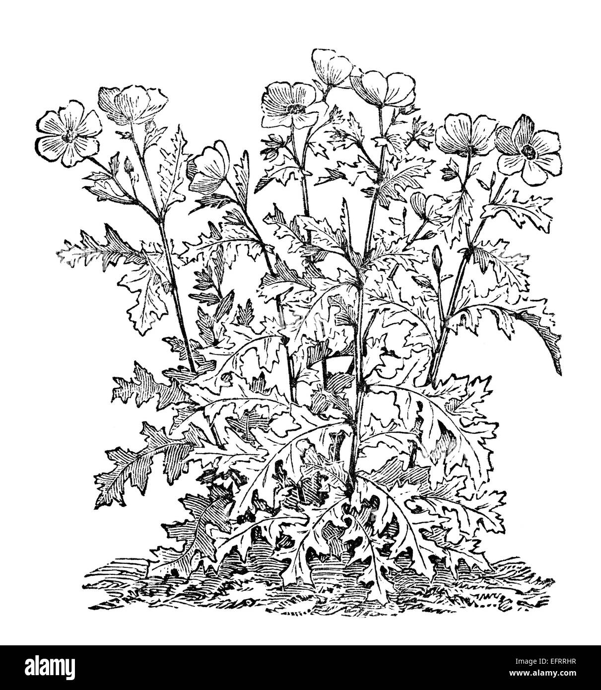 Gravure d'une victorienne prickly poppy, ou argemone. Image restaurée numériquement à partir d'un milieu du xixe siècle l'encyclopédie. Banque D'Images