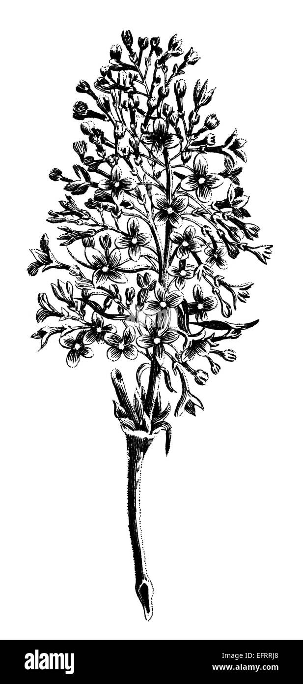 La gravure de l'époque victorienne d'une tige de fleurs sauvages en fleurs. Image restaurée numériquement à partir d'un milieu du xixe siècle l'encyclopédie. Banque D'Images