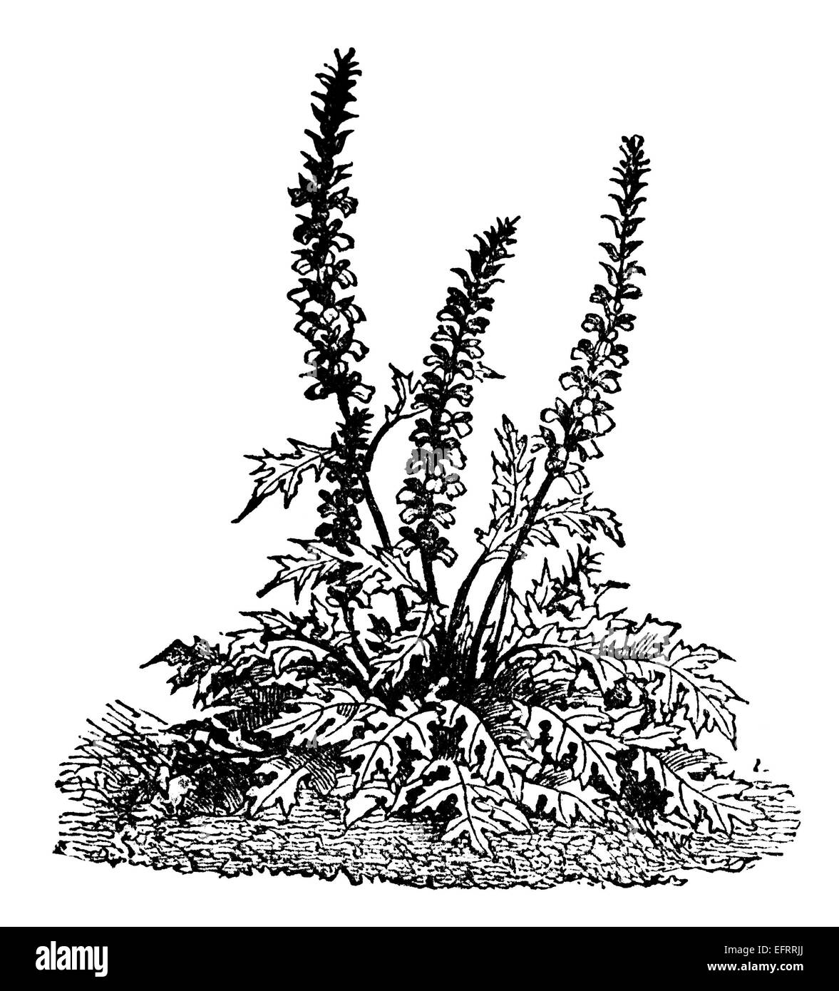 Victorian gravure d'une fleur sauvage. Image restaurée numériquement à partir d'un milieu du xixe siècle l'encyclopédie. Banque D'Images