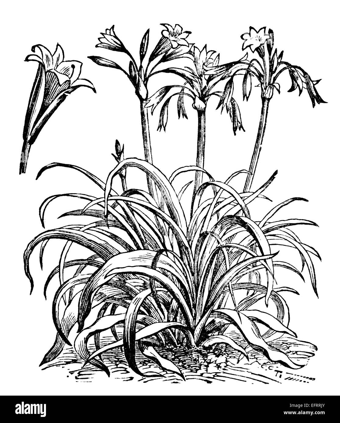 Gravure d'une victorienne crinum plante. Image restaurée numériquement à partir d'un milieu du xixe siècle l'encyclopédie. Banque D'Images