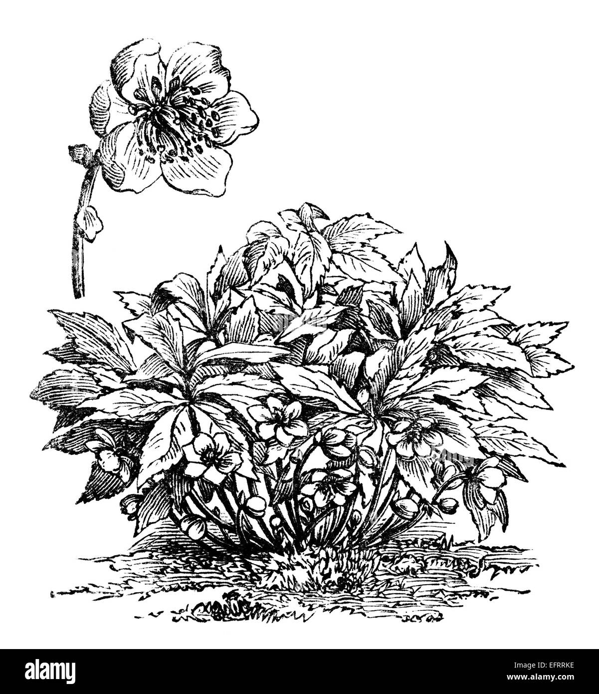 La gravure de l'époque victorienne d'un hellébore fleur. Image restaurée numériquement à partir d'un milieu du xixe siècle l'encyclopédie. Banque D'Images