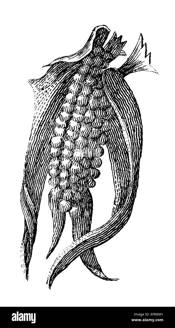 La gravure de l'époque victorienne d'un maïs sauvage. Image restaurée numériquement à partir d'un milieu du xixe siècle l'encyclopédie. Banque D'Images