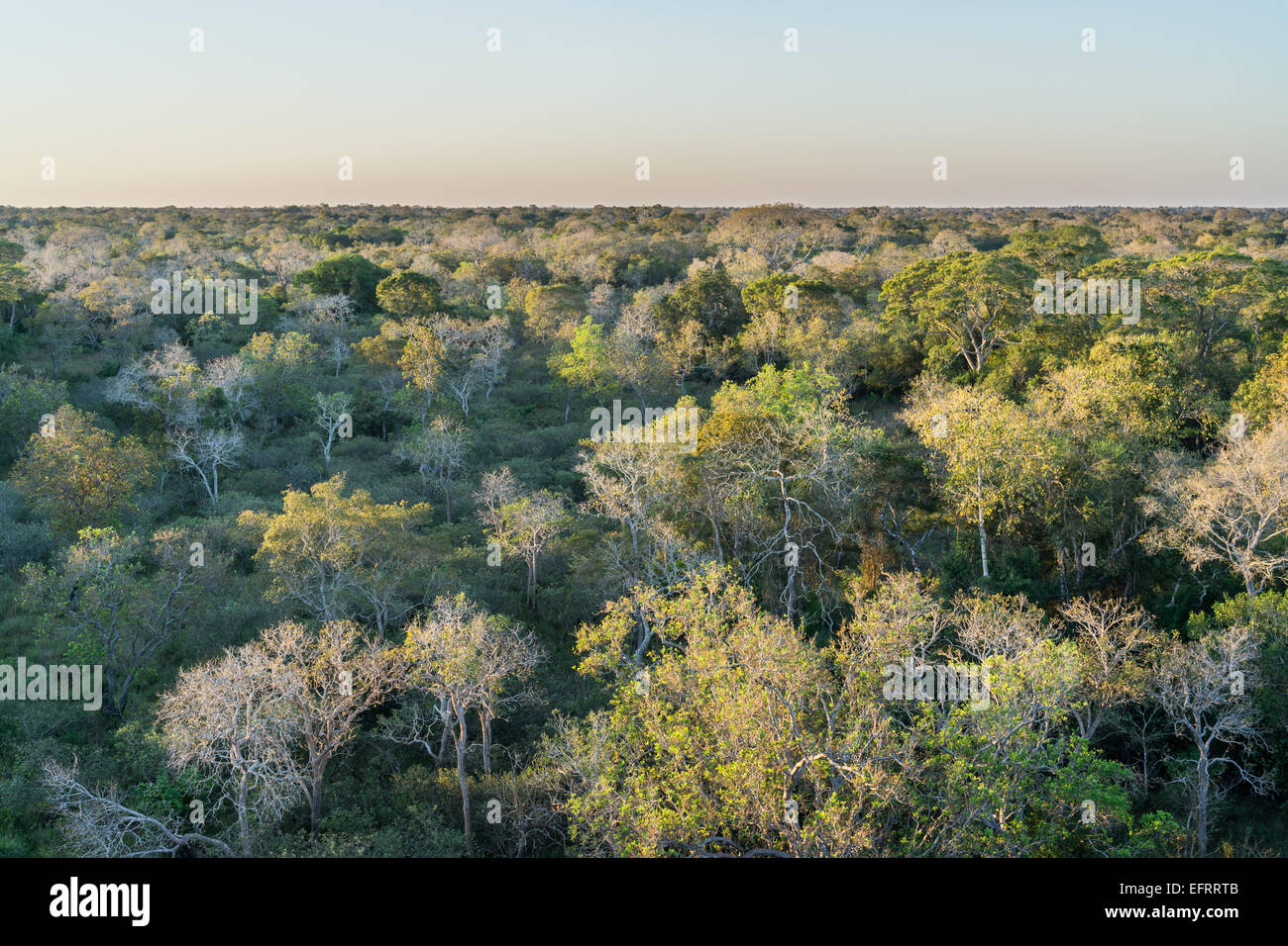 Pantanal brésilien forest au coucher du soleil Banque D'Images