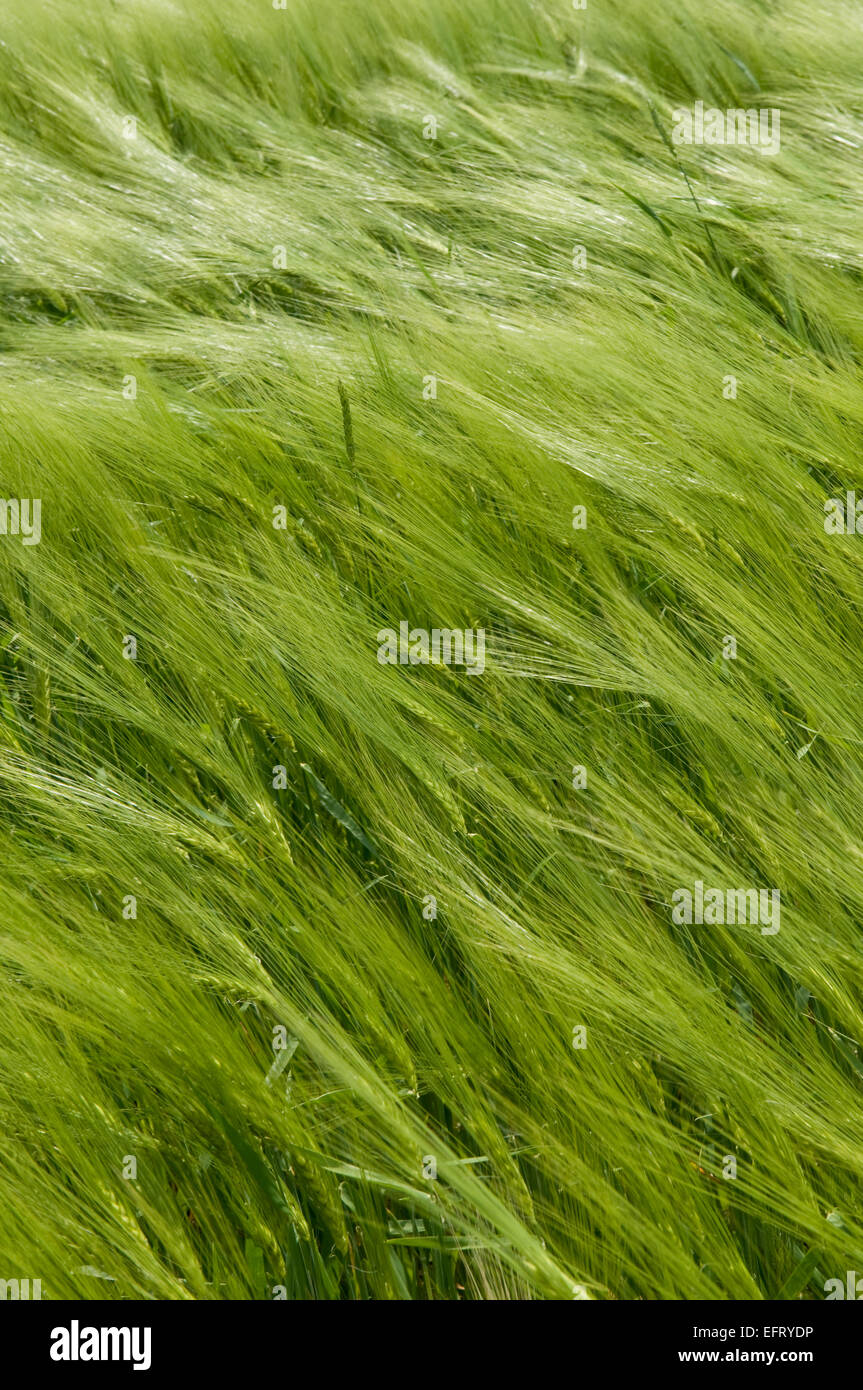 Il s'agit d'un champ de blé vert. Les épillets se penchent dans le vent. Banque D'Images