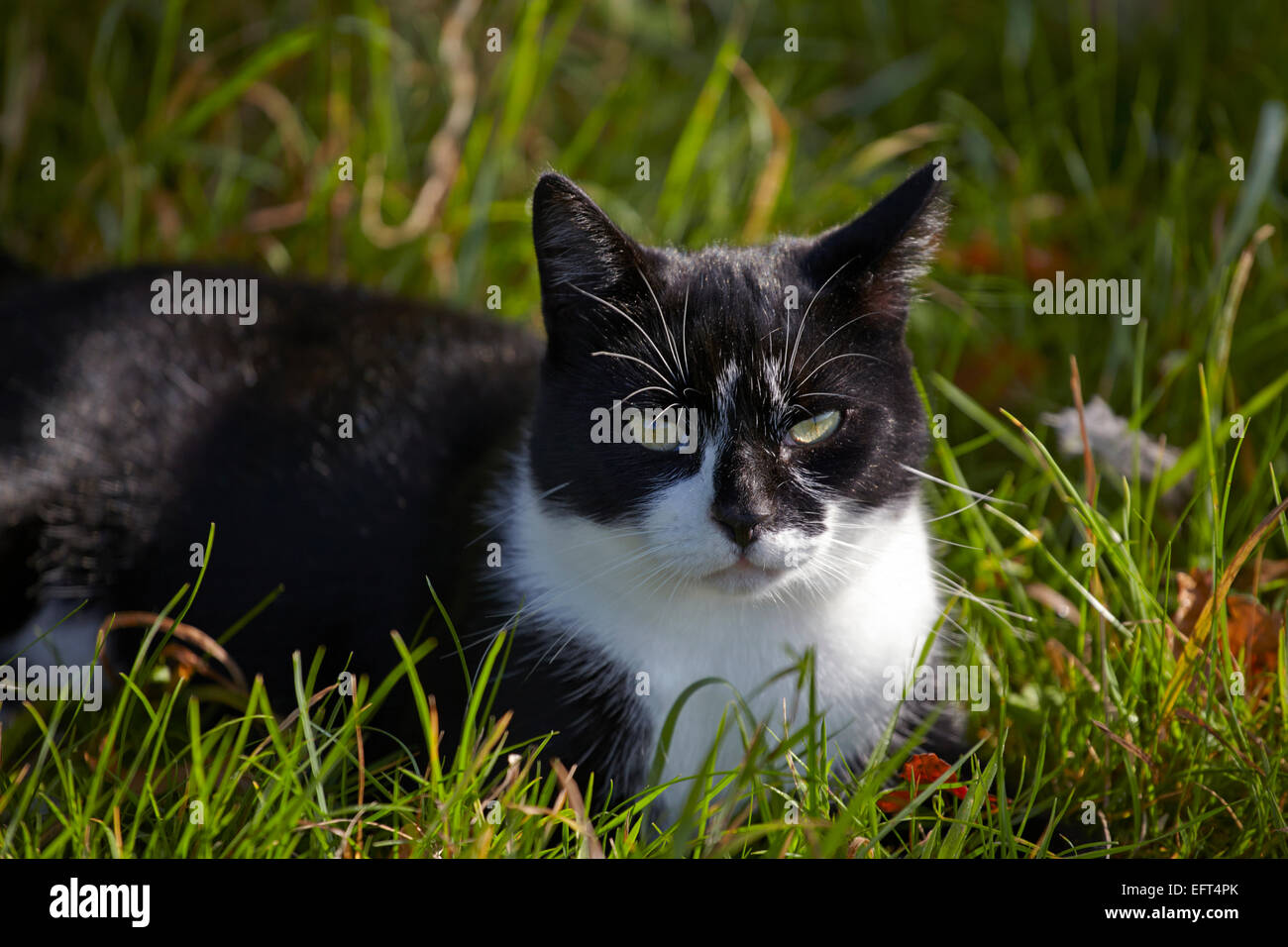 Chat noir et blanc Banque D'Images
