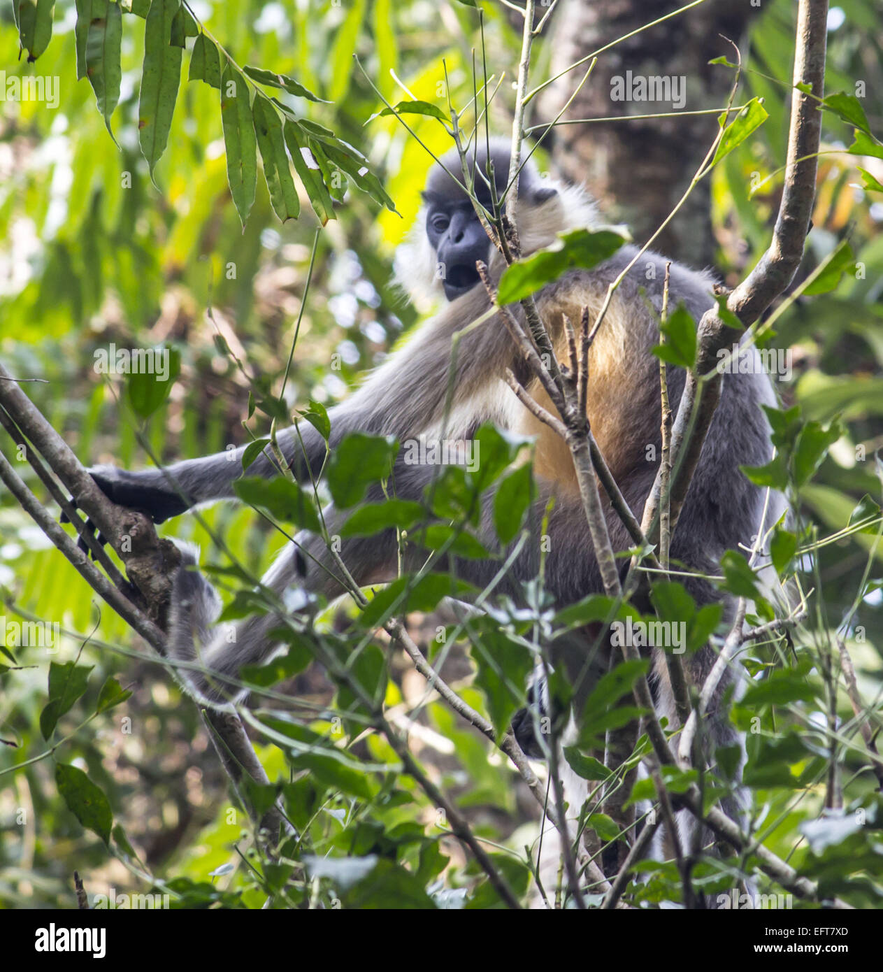 Jorhat, Assam, Inde. 10 fév, 2015. Un gibbon se trouve dans un arbre au Gibbon Wildlife Sanctuary au district de Jorhat dans l'état d'Assam, le 10 février 2015. Le gibbon est l'une des espèces de primates les plus menacées dans l'Inde. Gibbon Wildlife Sanctuary est un petit sanctuaire de 20,98 km2. Dans le district de Jorhat nommé d'après le singe gibbon hoolock (seulement) trouvés en Inde. © Luit Chaliha/ZUMA/ZUMAPRESS.com/Alamy fil Live News Banque D'Images