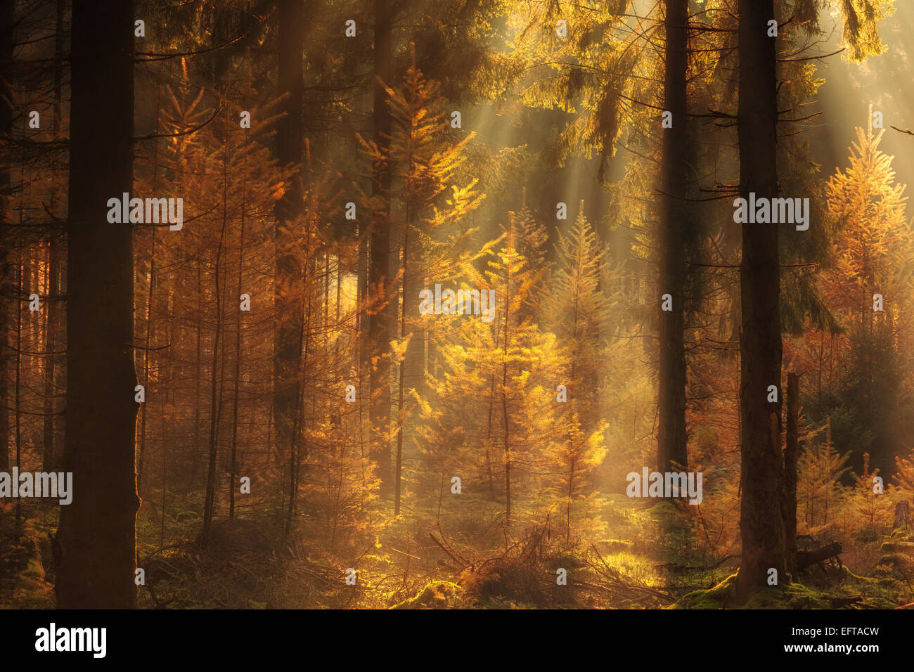 Mystique un matin d'automne dans la forêt avec des couleurs d'or chaud soleil et aux Pays-Bas Banque D'Images