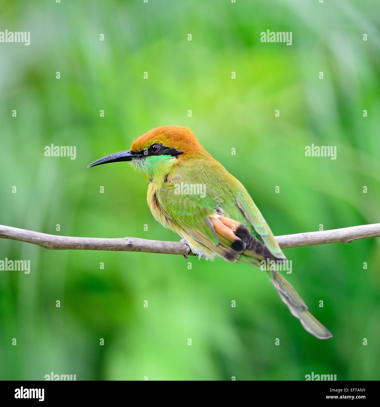 Belle Little Green Bee-eater Merops orientalis (oiseau), reposant sur un perchoir, profil arrière Banque D'Images Belle Little Green Bee-eater Merops orientalis (oiseau), reposant sur un perchoir, profil arrière Banque D'Images