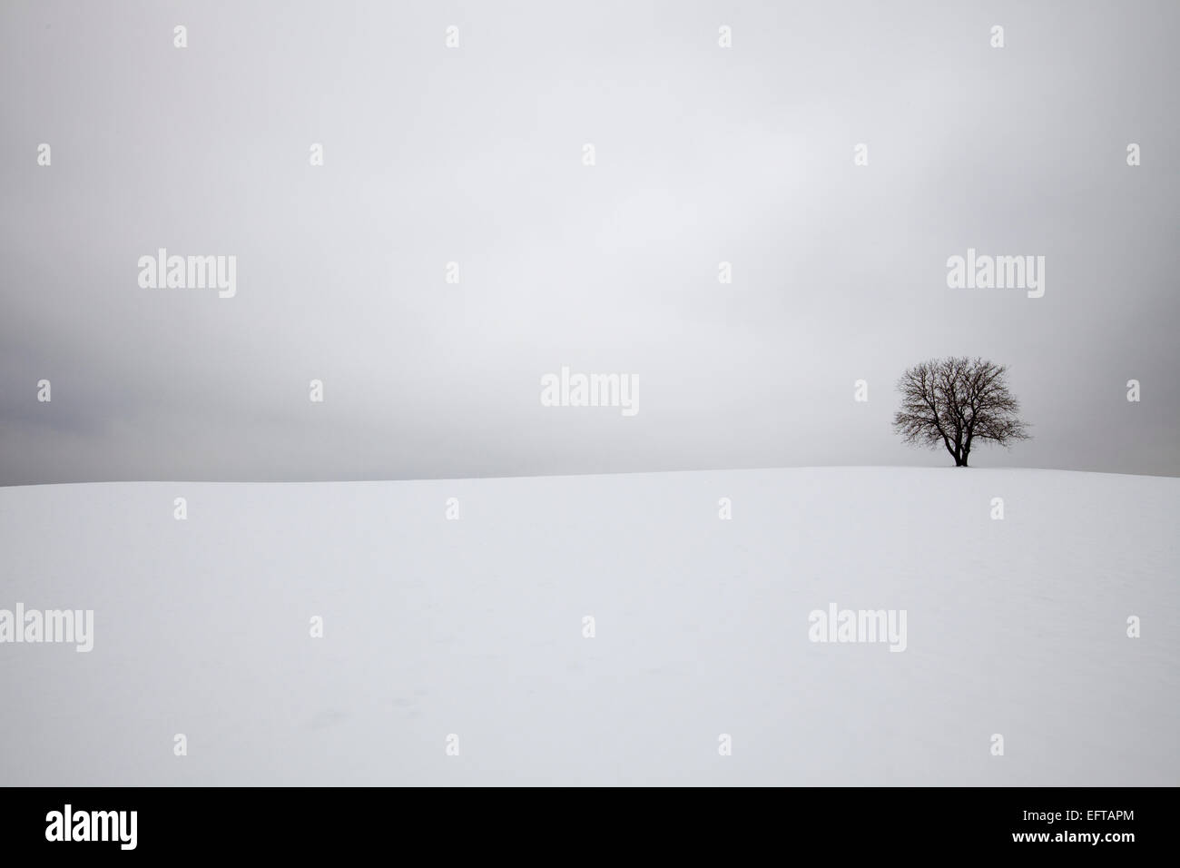 Un arbre sur une colline dans un paysage de neige blanc winer et un ciel blanc avec de subtiles couleurs blanc et gris Banque D'Images