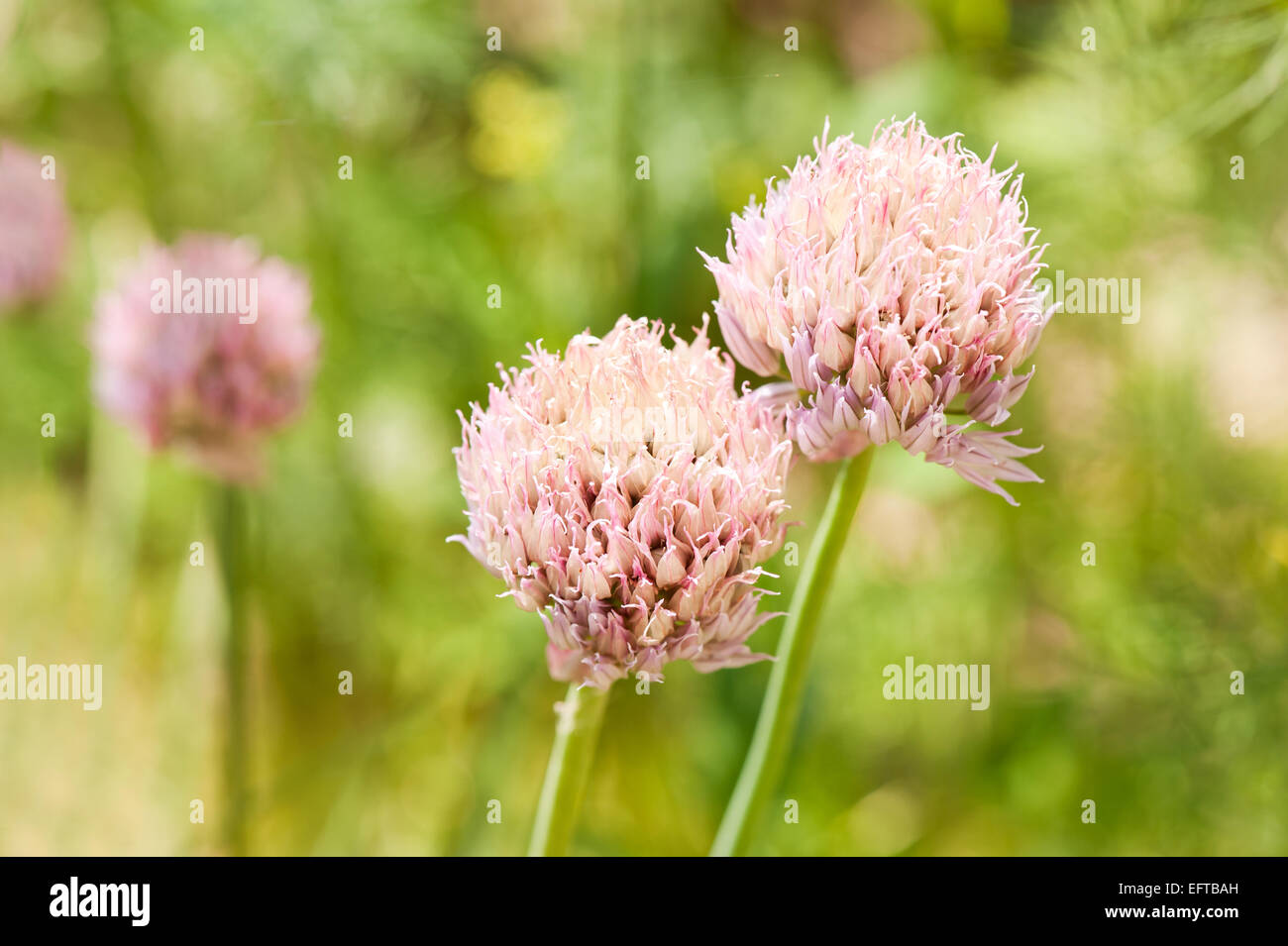 Ciboulette rose détail de plantes à fleurs Banque D'Images