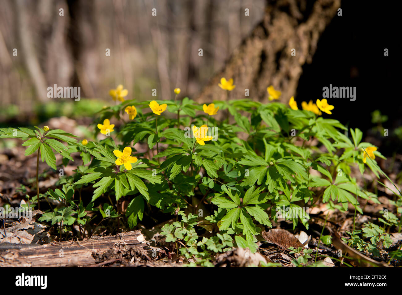 Anémone floraison jaune Banque D'Images