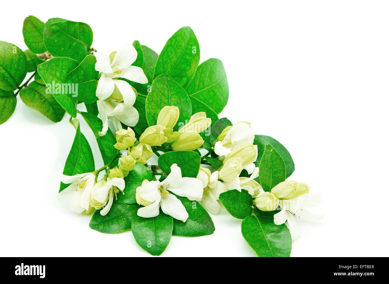 Fleur blanche, Orang Jessamine (Murraya paniculata) ou la Chine Fort Arbre, citronnier, Andaman isolé sur fond blanc Banque D'Images