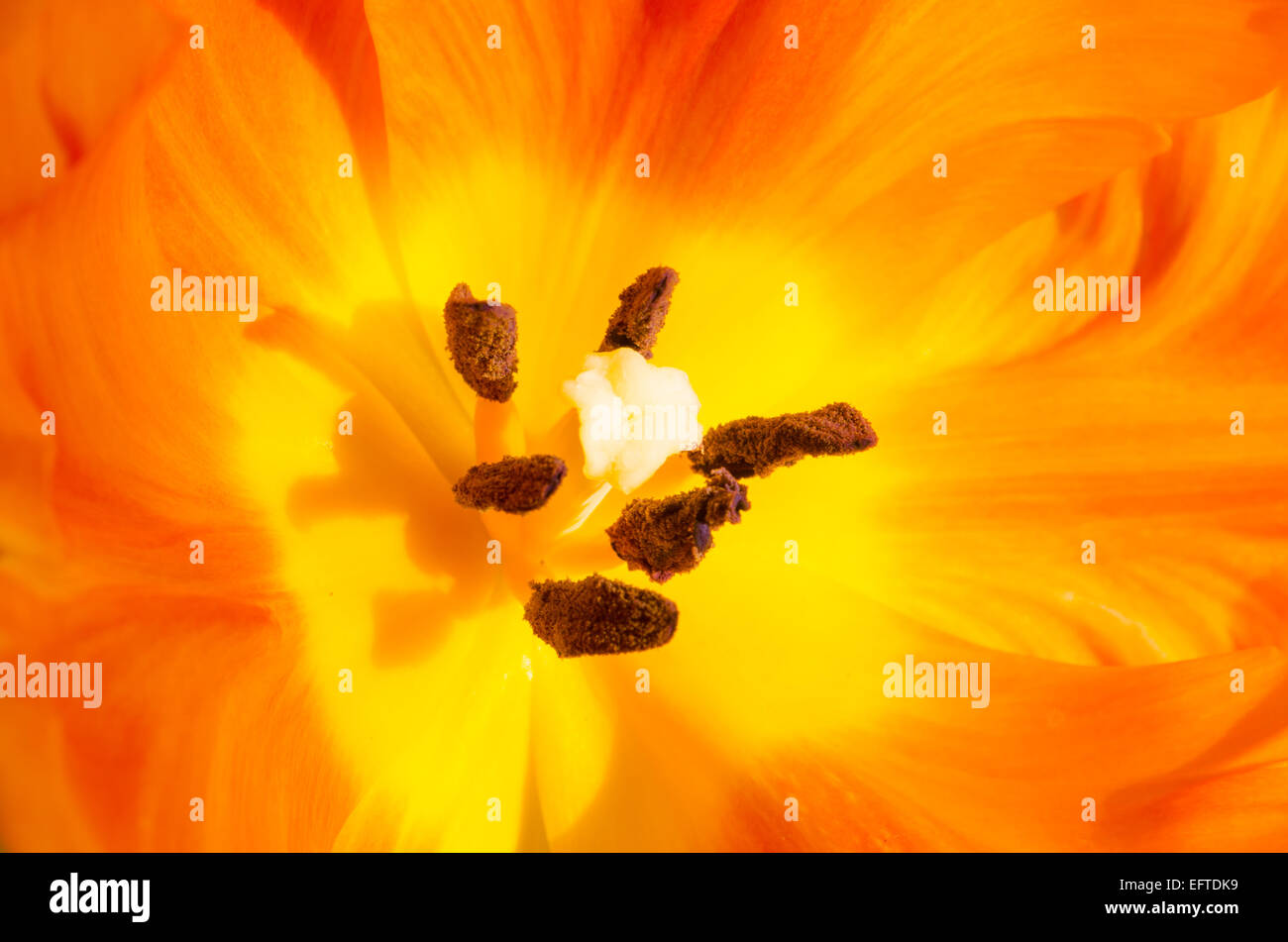 De la macro à l'intérieur de la fleur de tulipe orange Banque D'Images