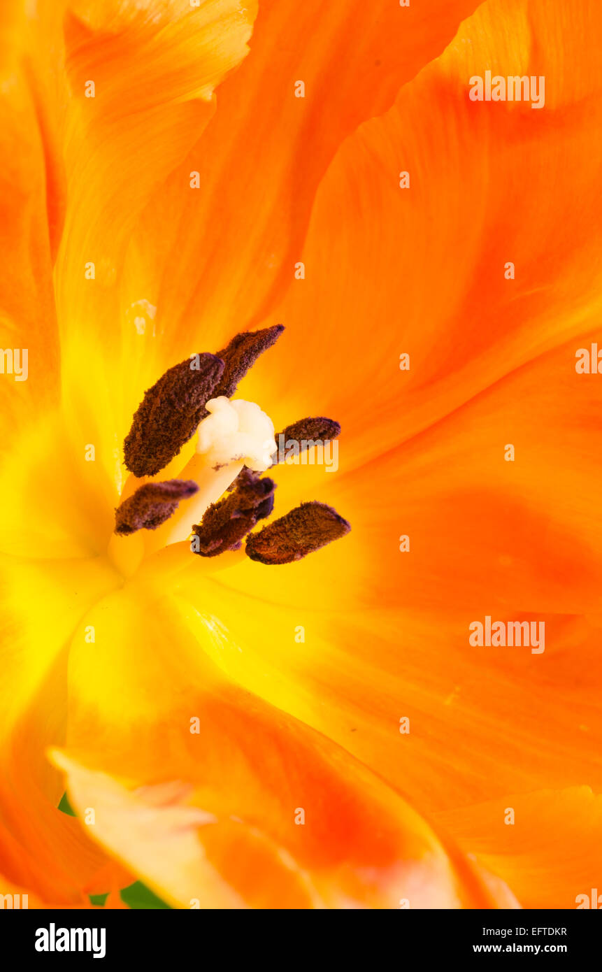 De la macro à l'intérieur de la fleur de tulipe orange Banque D'Images