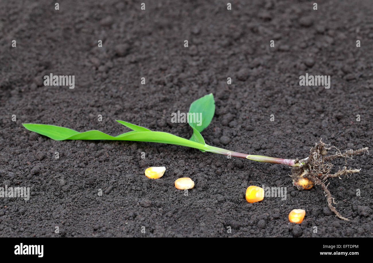 Des semis de maïs à planter sur le sol Banque D'Images
