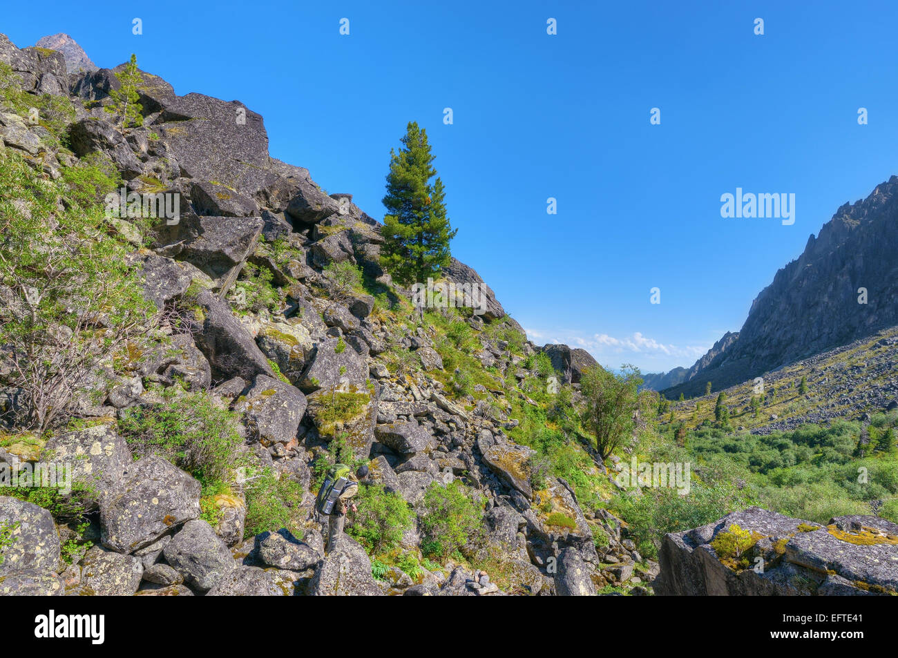 Les touristes à la recherche à la pin de Sibérie de plus en plus sur la pente de la pierre. Sayan de l'Est Banque D'Images