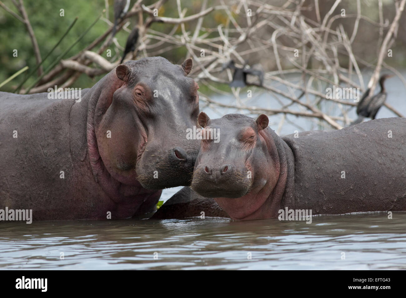Hippo et mollet debout dans l'eau peu profonde du lac Naivasha au Kenya Banque D'Images