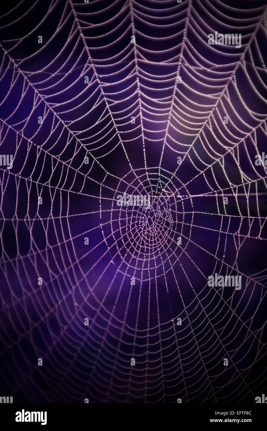 Spider's Web avec des gouttes de rosée. Banque D'Images