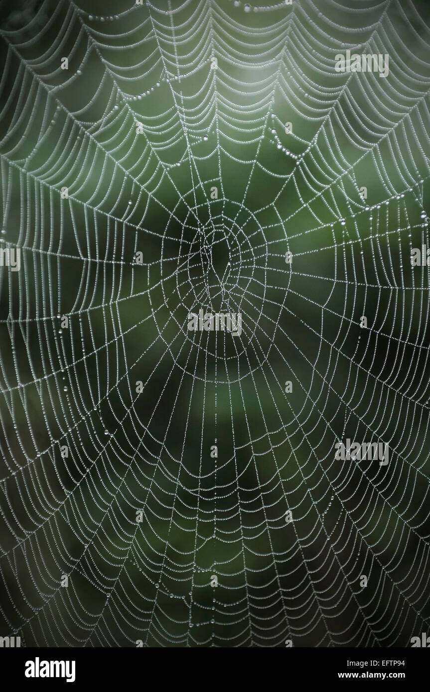 Spider's Web avec des gouttes de rosée. Banque D'Images
