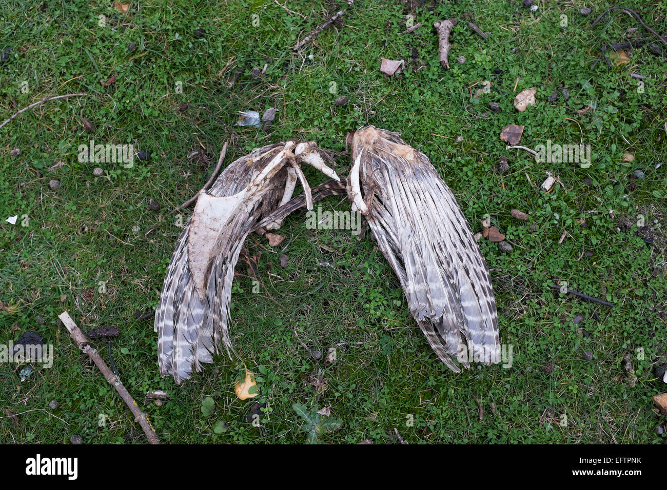 Seulement les ailes comme vestiges d'une longue queue, qui a été chassée par une autre créature. Juste quelques os et plumes dans le tact. Fo Isle Wight, Royaume-Uni. Banque D'Images