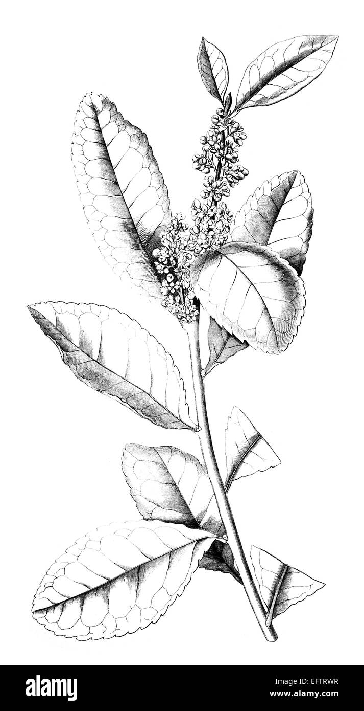 Photographié à partir d'un livre intitulé 'L'Encyclopédie Nationale', publié à Londres en 1881. Copyright a expiré sur cette oeuvre. Banque D'Images