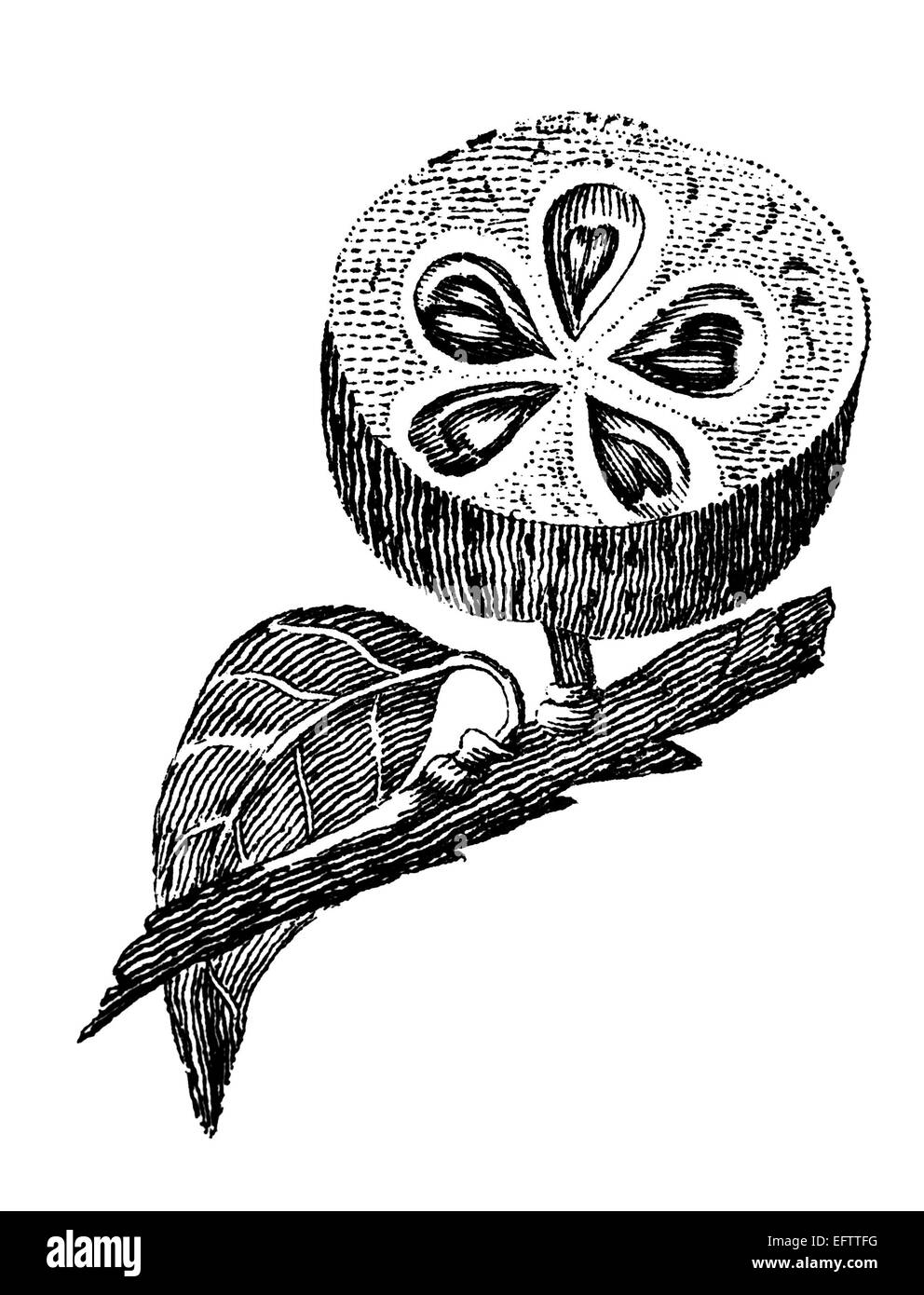 La gravure de l'époque victorienne d'une graine portent leurs fruits. Image restaurée numériquement à partir d'un milieu du xixe siècle l'encyclopédie. Banque D'Images