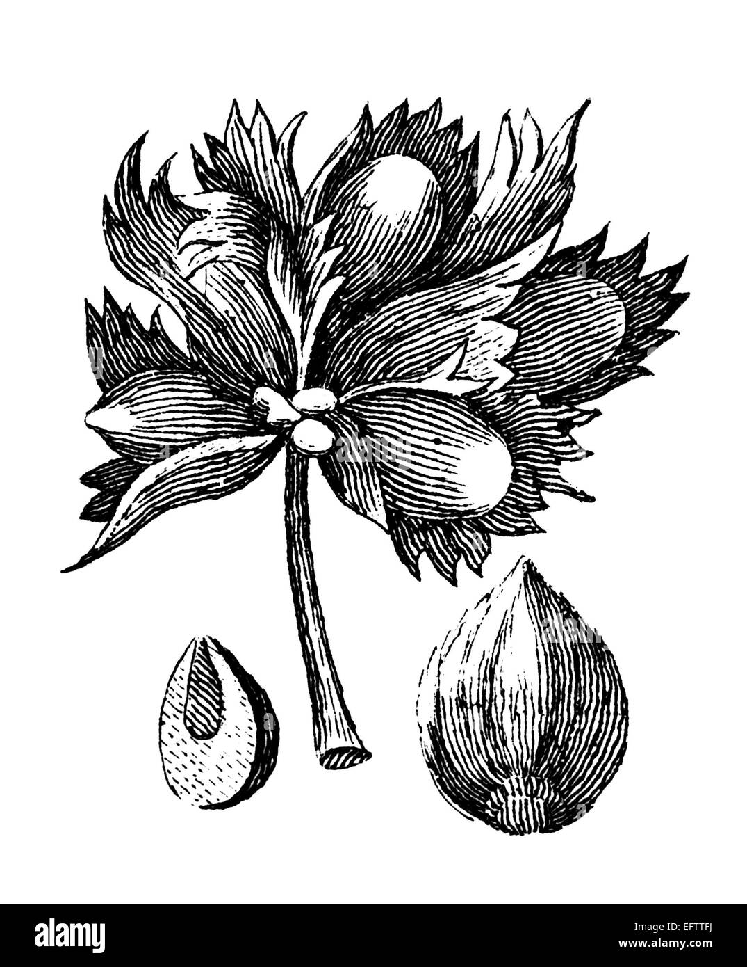 La gravure de l'époque victorienne d'une usine de roulements de semences. Image restaurée numériquement à partir d'un milieu du xixe siècle l'encyclopédie. Banque D'Images