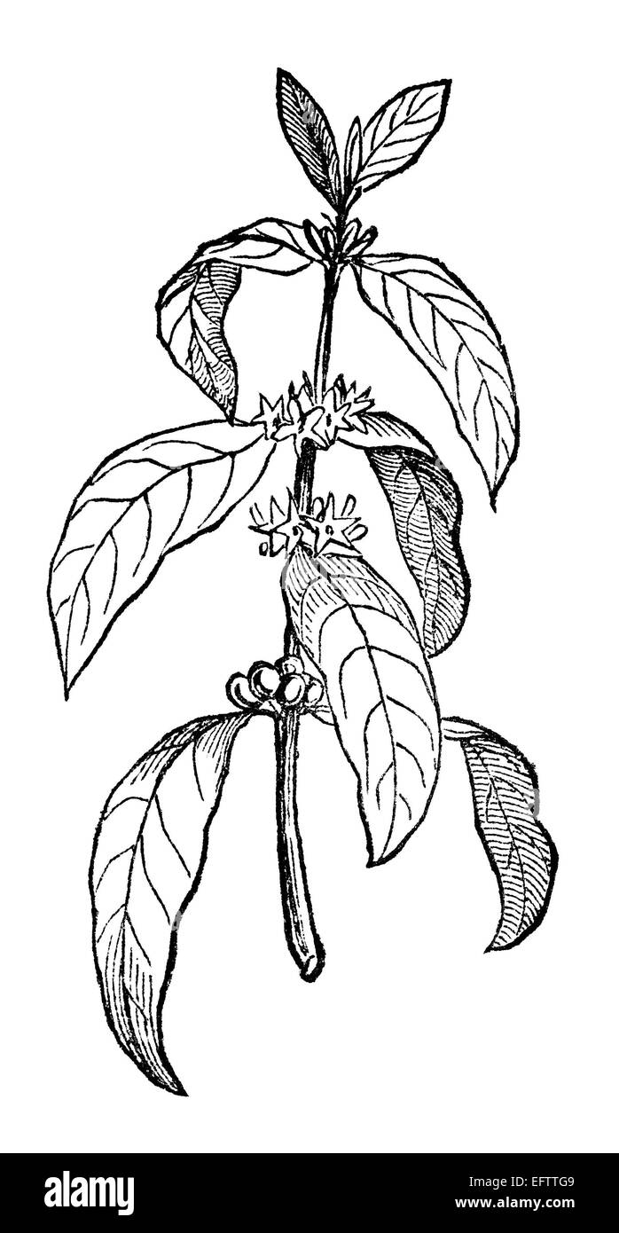 La gravure de l'époque victorienne d'une usine de café. Image restaurée numériquement à partir d'un milieu du xixe siècle l'encyclopédie. Banque D'Images