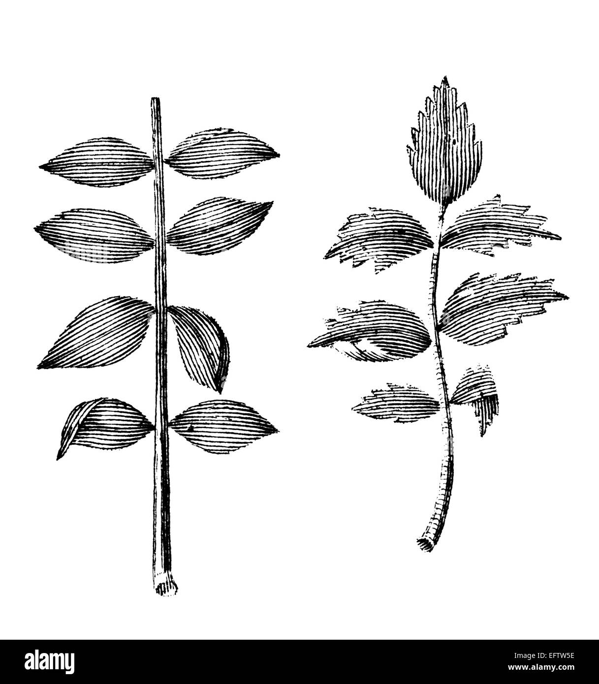 La gravure de l'époque victorienne de tiges et feuilles des plantes différentes. Image restaurée numériquement à partir d'un milieu du xixe siècle l'encyclopédie. Banque D'Images