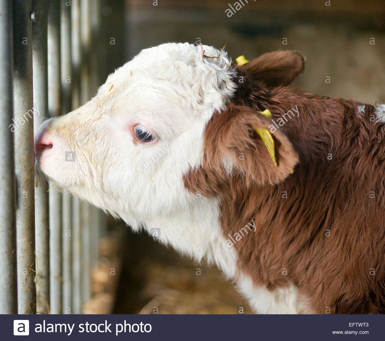 Veau vache bébé allemand Animaux Ferme Allemagne Bavière bavarois veaux