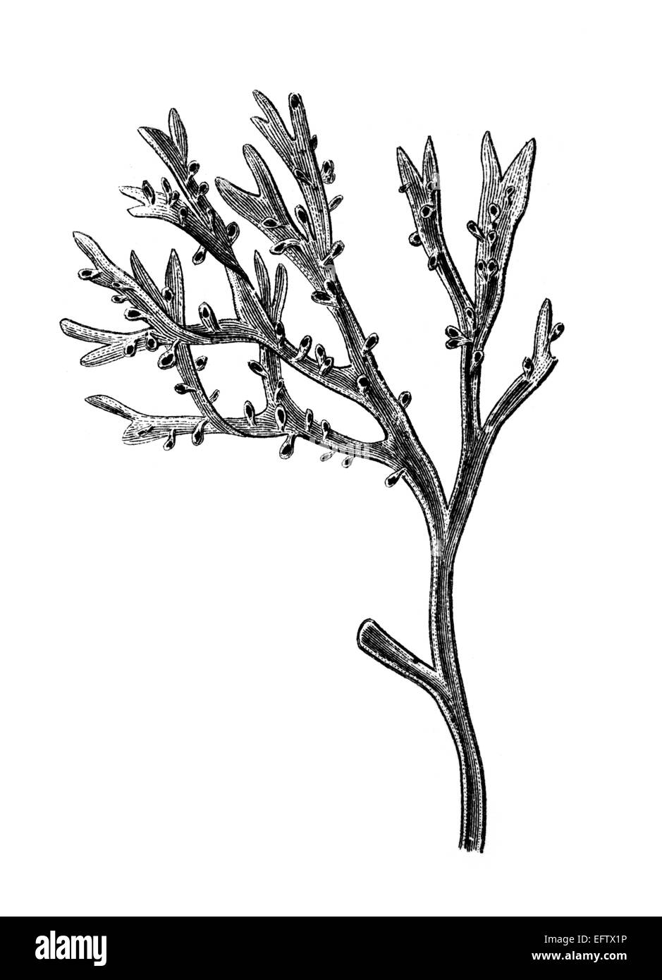La gravure de l'époque victorienne d'une algue. Image restaurée numériquement à partir d'un milieu du xixe siècle l'encyclopédie. Banque D'Images