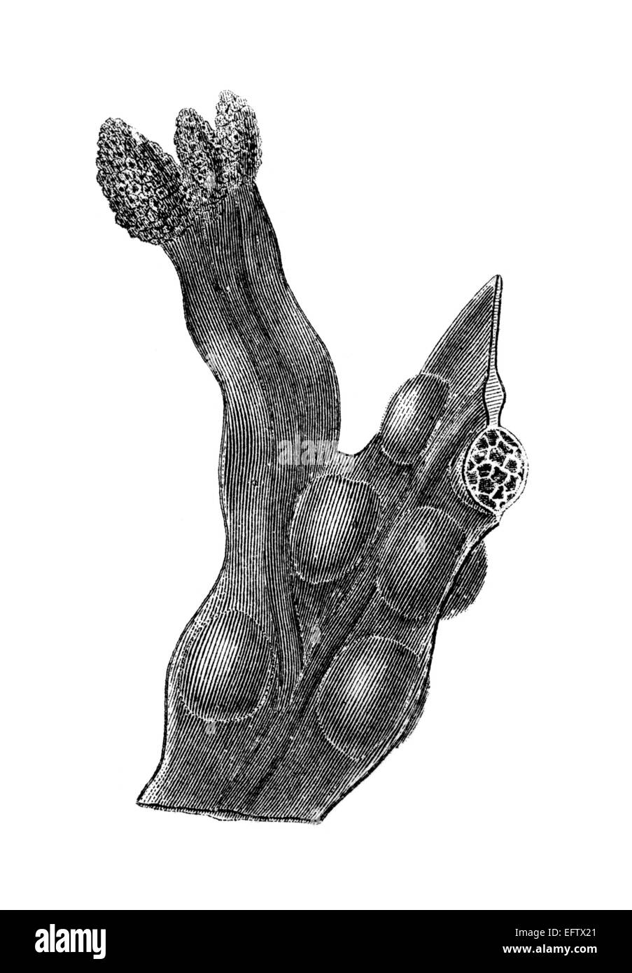 La gravure de l'époque victorienne d'une algue. Image restaurée numériquement à partir d'un milieu du xixe siècle l'encyclopédie. Banque D'Images
