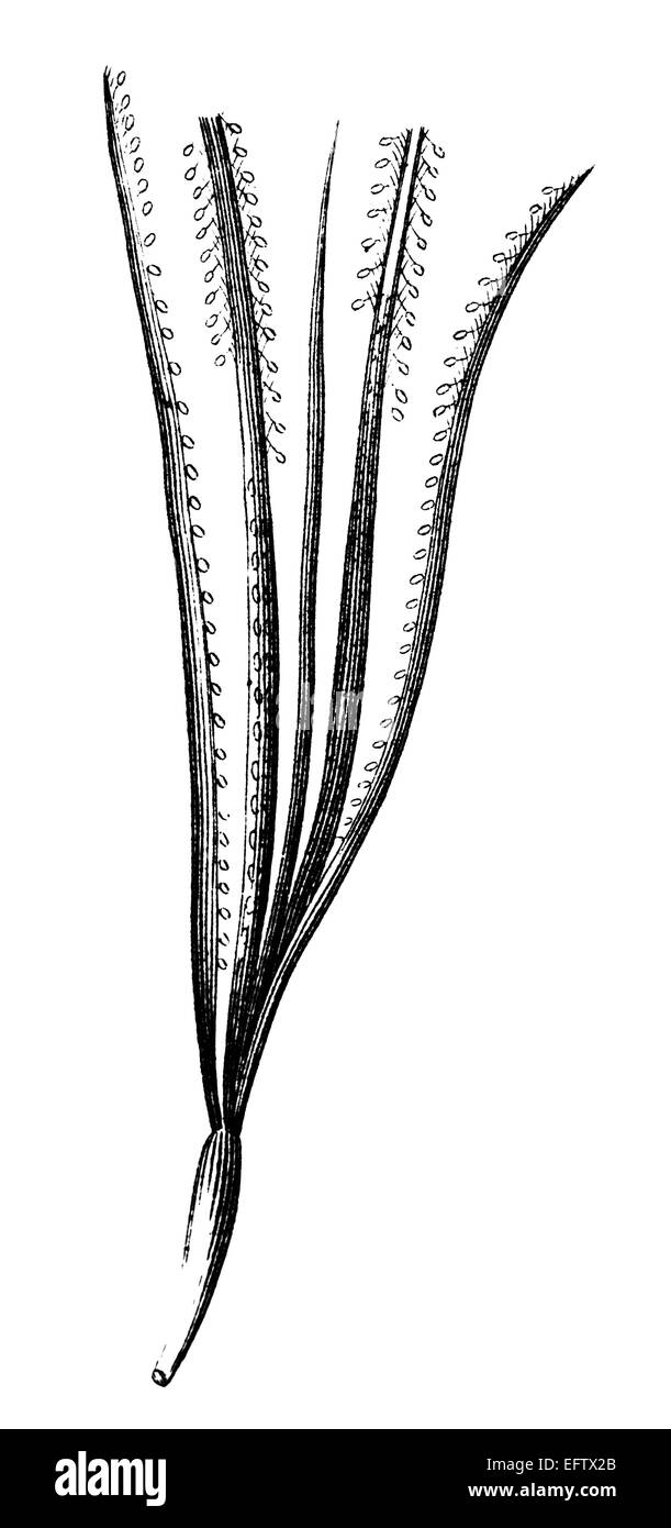 La gravure de l'époque victorienne d'une graine. Image restaurée numériquement à partir d'un milieu du xixe siècle l'encyclopédie. Banque D'Images