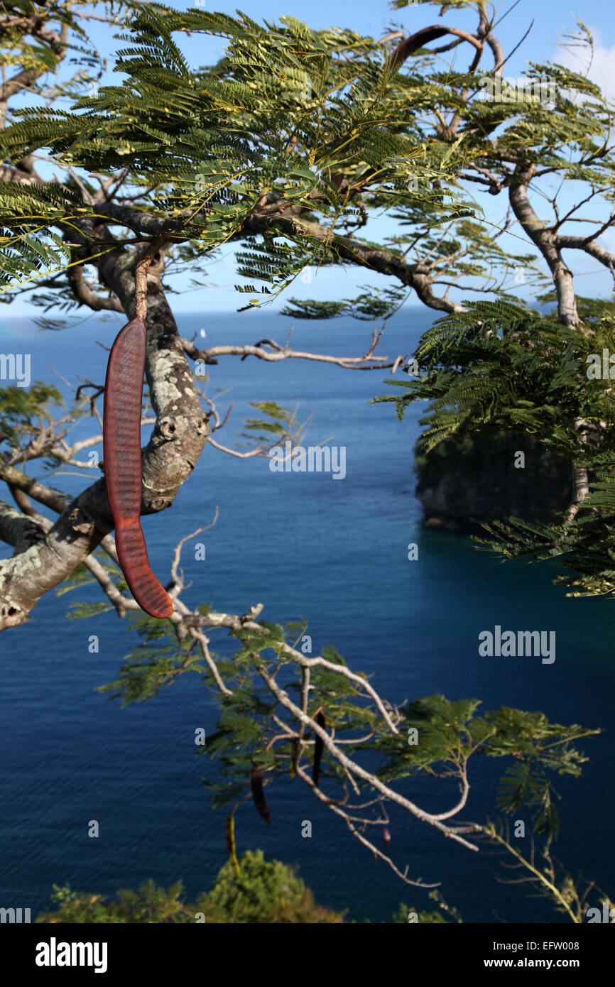 Vue d'un arbre flamboyant (Caroubier) et l'un de ses gousses haut au-dessus de la Baie de Marigot à St Lucia Banque D'Images