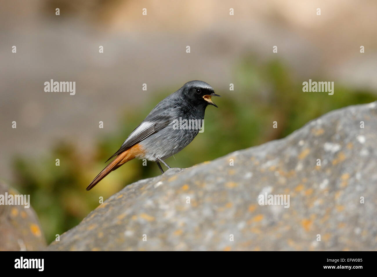 Rougequeue noir Phoenicurus ochruros,, homme célibataire sur rock, Somerset, Janvier 2015 Banque D'Images