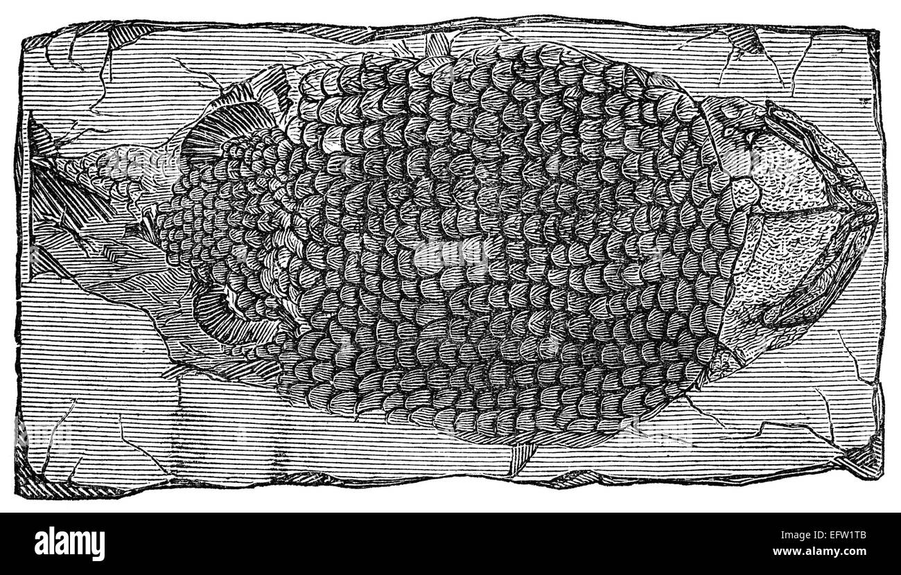 Photographié à partir d'un livre intitulé 'L'Encyclopédie Nationale', publié à Londres en 1881. Copyright a expiré sur cette oeuvre. Banque D'Images