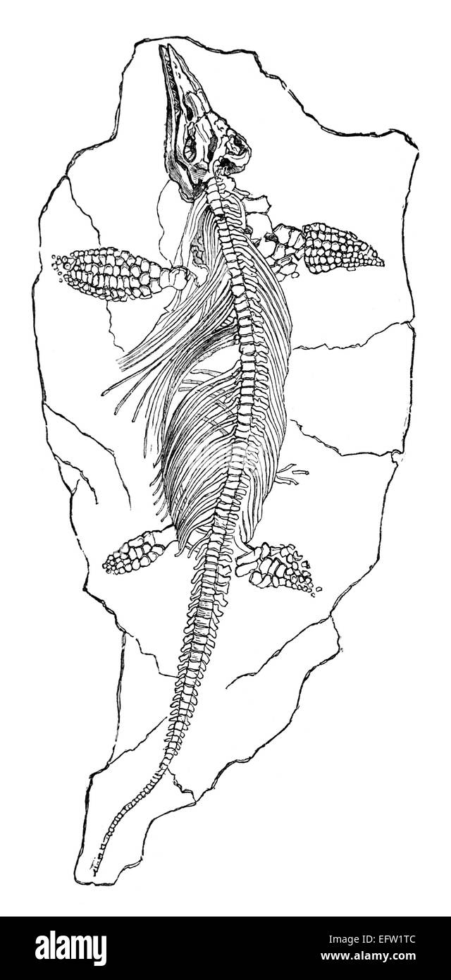 Photographié à partir d'un livre intitulé 'L'Encyclopédie Nationale', publié à Londres en 1881. Copyright a expiré sur cette oeuvre. Banque D'Images
