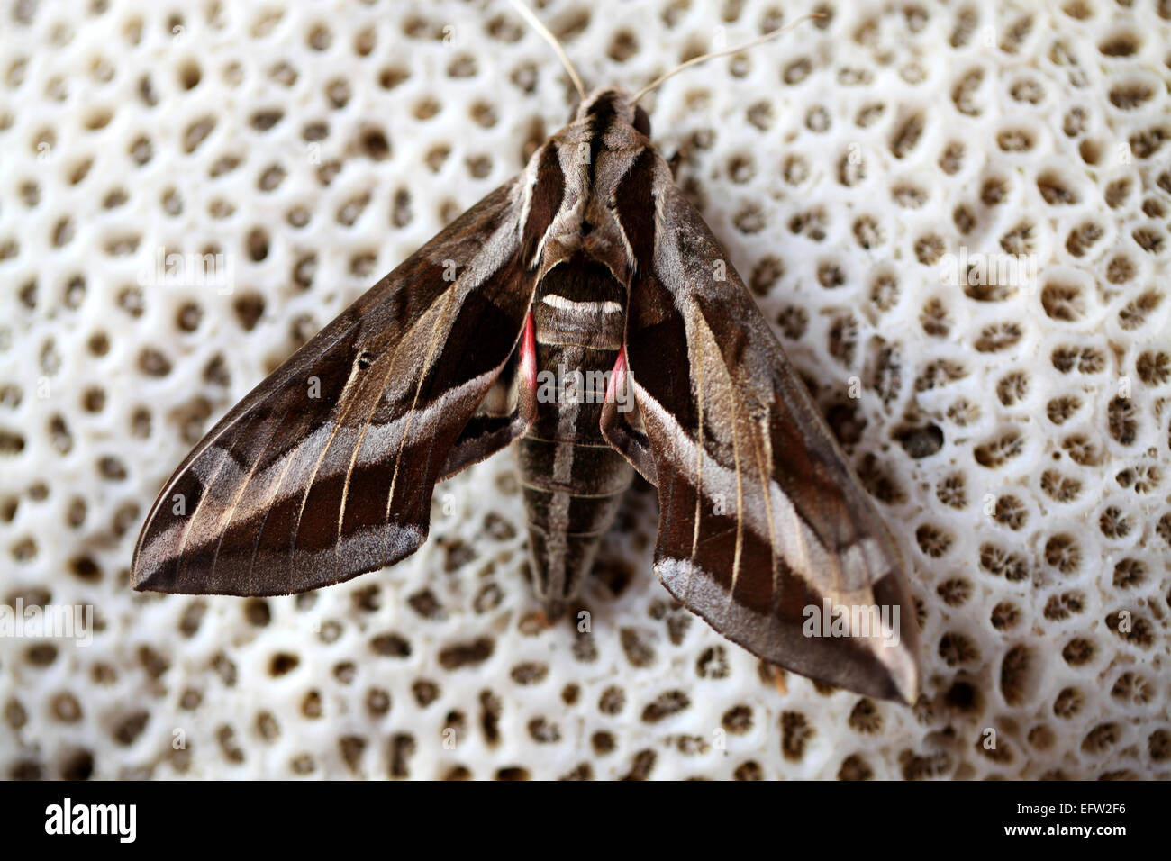 Close up d'un faucon papillon sur un vieux morceau de corail Banque D'Images