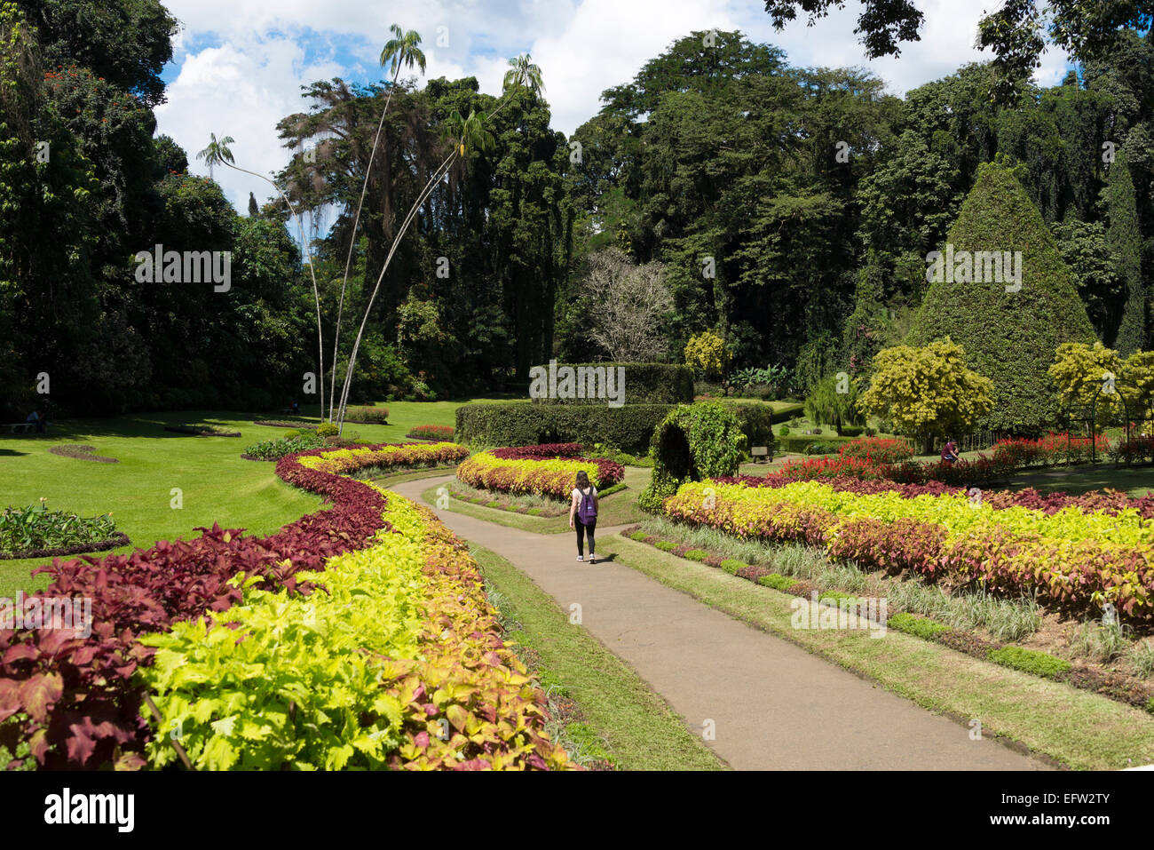 Jardins botaniques royaux, Peradeniya, Kandy, Province du Centre, au Sri Lanka. Banque D'Images