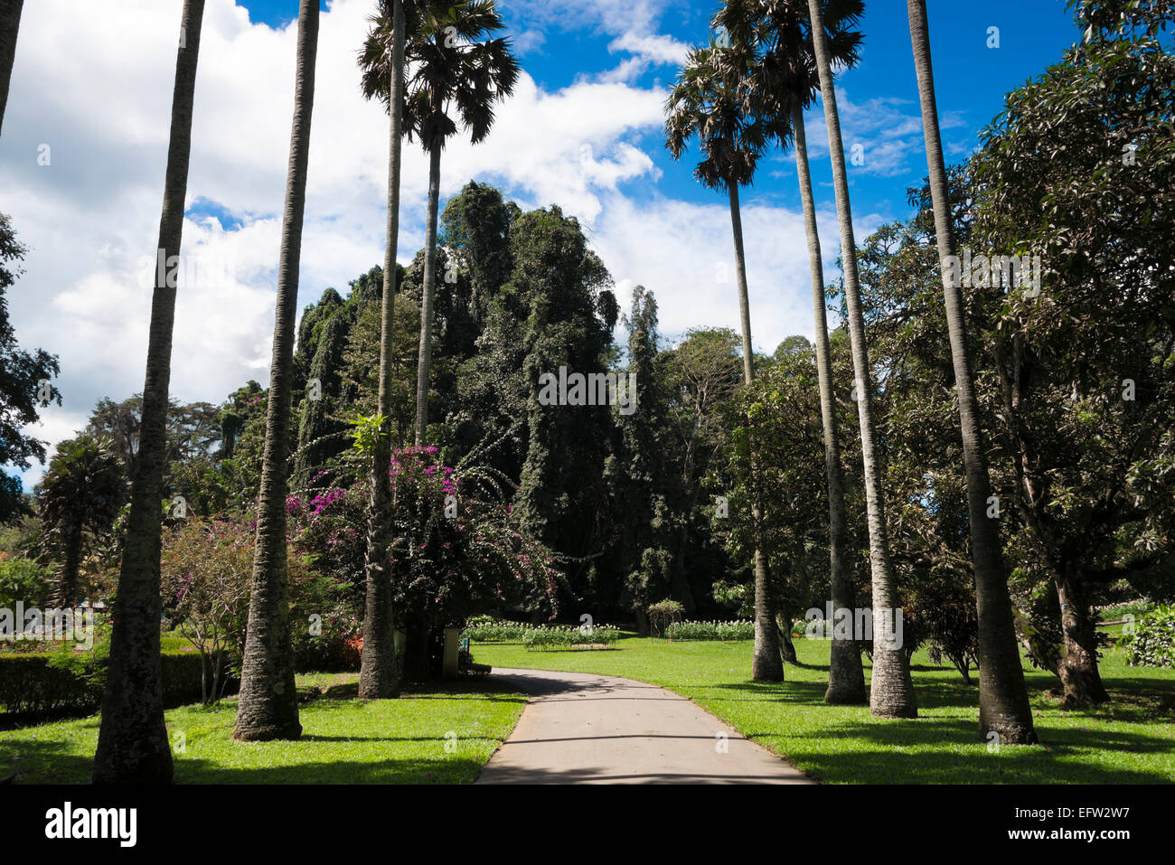 Jardins botaniques royaux, Peradeniya, Kandy, Province du Centre, au Sri Lanka. Banque D'Images