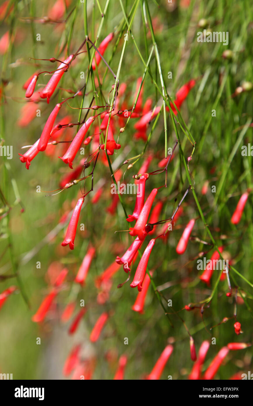Une en forme de trompette rouge fleurs tropicales exotiques close up Banque D'Images Une en forme de trompette rouge fleurs tropicales exotiques close up Banque D'Images