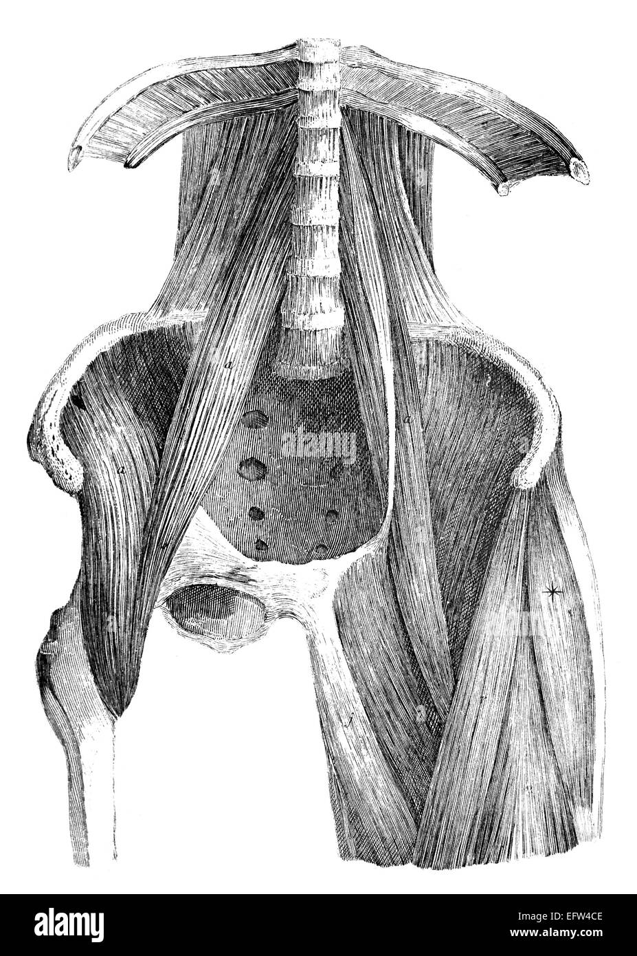 Photographié à partir d'un livre intitulé 'L'Encyclopédie Nationale', publié à Londres en 1881. Copyright a expiré sur cette oeuvre. Banque D'Images
