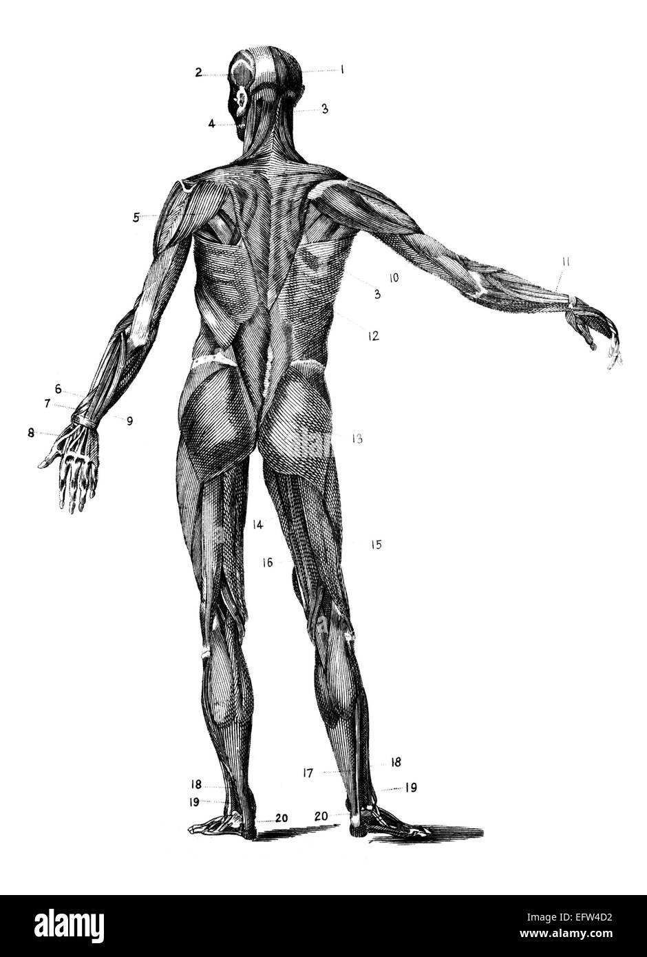 Photographié à partir d'un livre intitulé 'L'Encyclopédie Nationale', publié à Londres en 1881. Copyright a expiré sur cette oeuvre. Banque D'Images