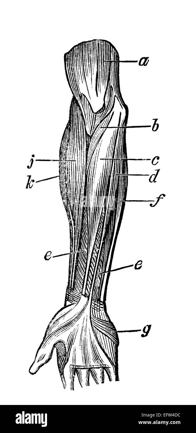 La gravure de l'époque victorienne des muscles du bras humain. Image restaurée numériquement à partir d'un milieu du xixe siècle l'encyclopédie. Banque D'Images