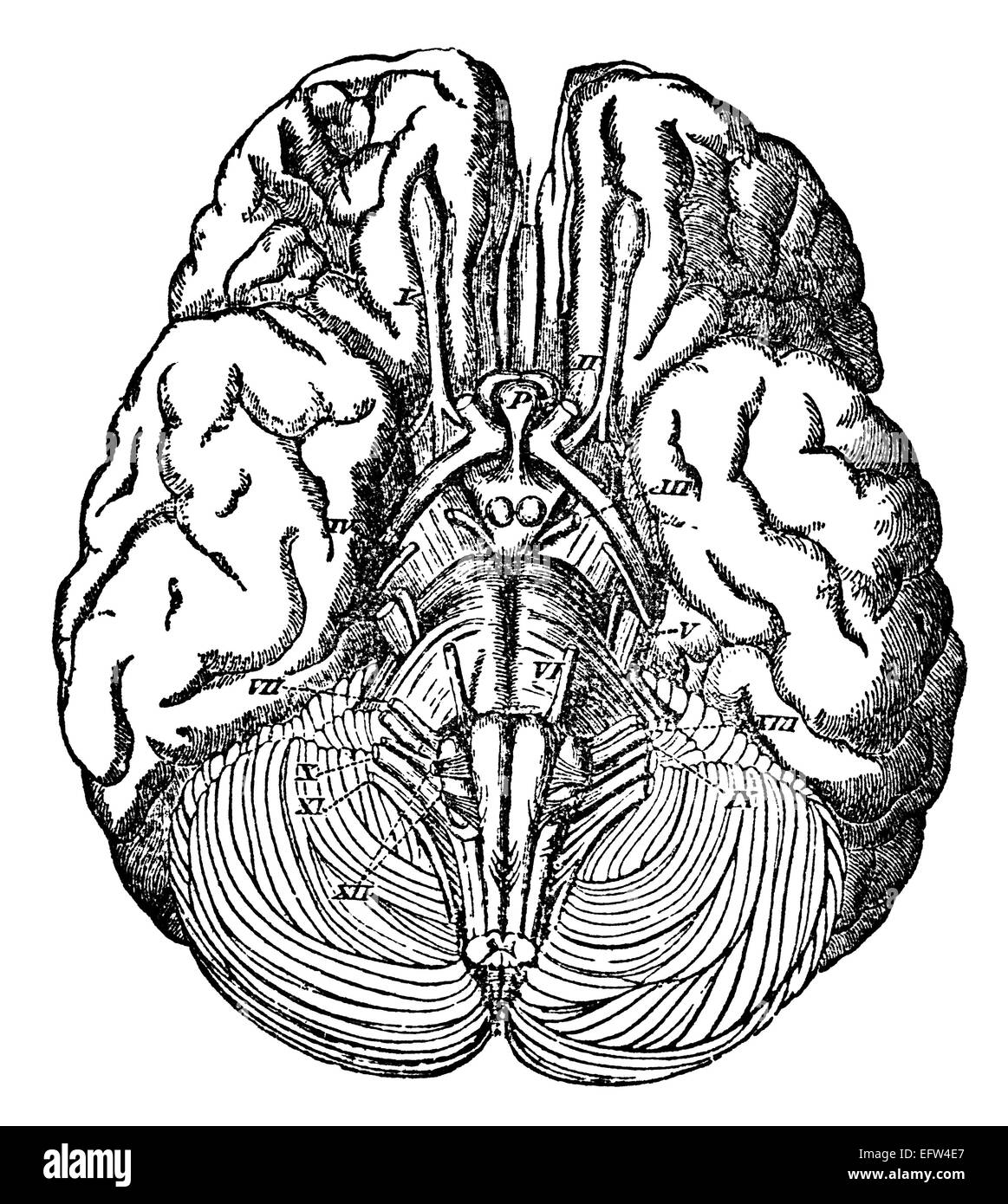 La gravure de l'époque victorienne du cerveau humain. Image restaurée numériquement à partir d'un milieu du xixe siècle l'encyclopédie. Banque D'Images