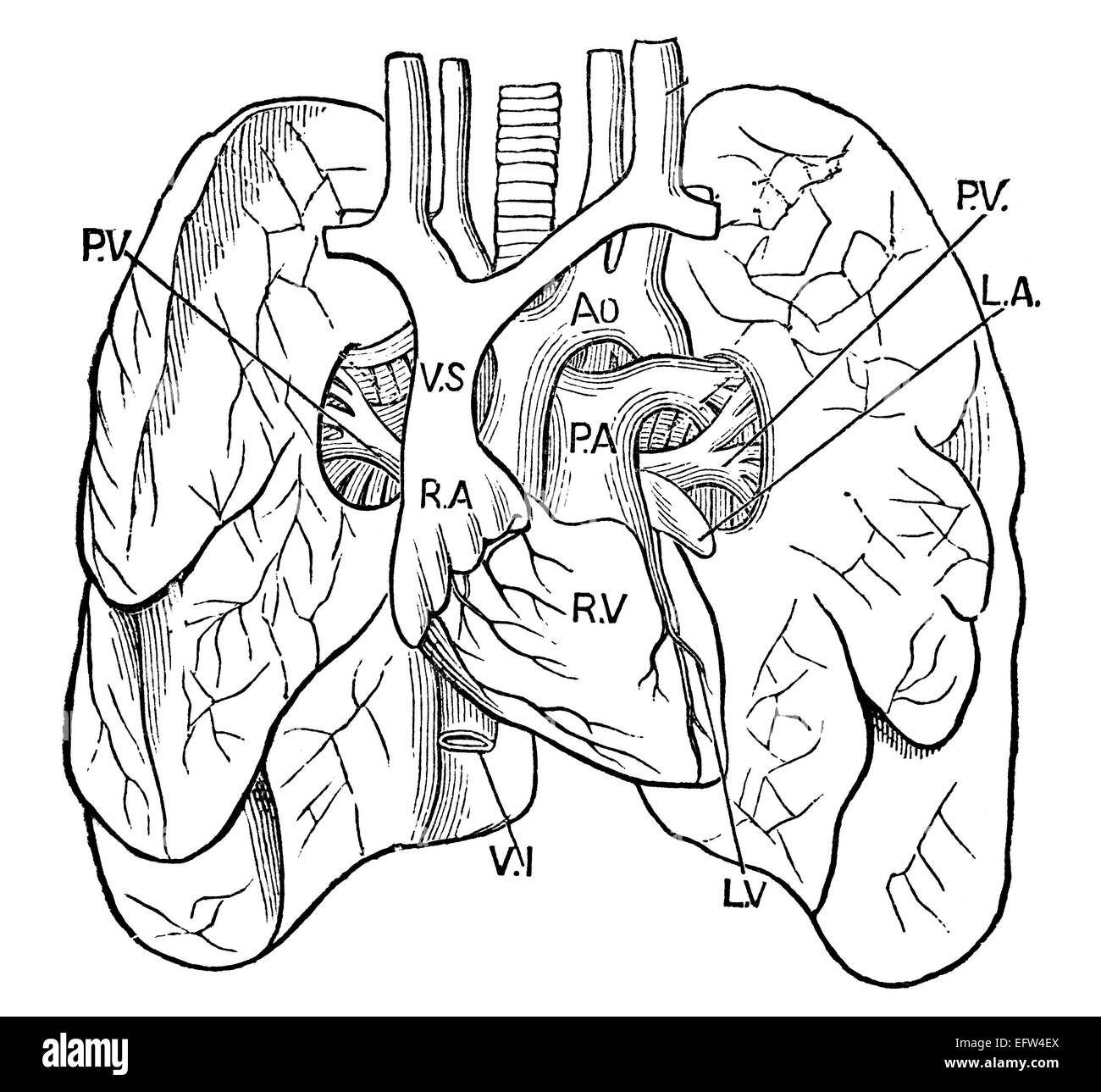 La gravure de l'époque victorienne de poumons humains. Image restaurée numériquement à partir d'un milieu du xixe siècle l'encyclopédie. Banque D'Images
